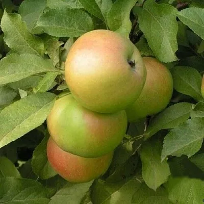 Яблоня ВЕРБНОЕ в Иркутске