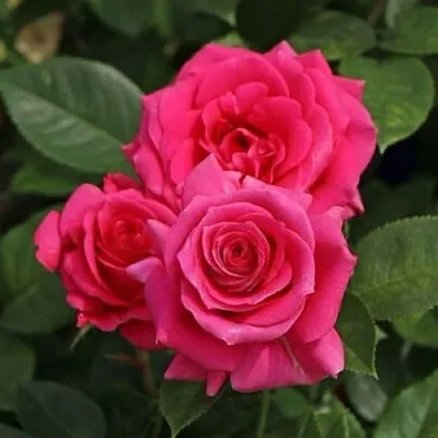 Саженцы роз ЛАВ ЛЕТТЕР флорибунда  Саженцы роз ЛАВ ЛЕТТЕР флорибунда в Иркутске