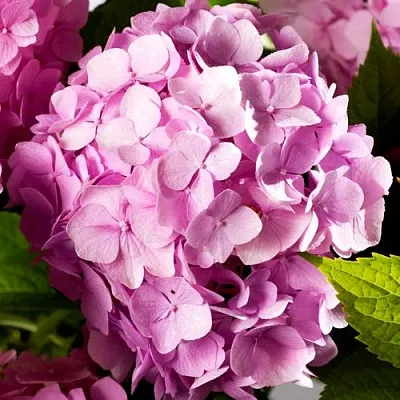 Гортензия БУКЕТ РОУЗ крупнолистная  Гортензия БУКЕТ РОУЗ крупнолистная в Иркутске
