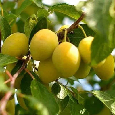 Слива ОЧАКОВСКАЯ ЖЕЛТАЯ  Слива ОЧАКОВСКАЯ ЖЕЛТАЯ в Иркутске