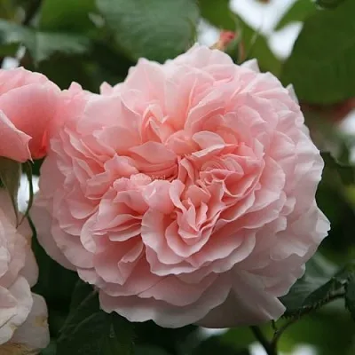 Саженцы роз РОЗ ДЕ ТОЛБИАК плетистая  Саженцы роз РОЗ ДЕ ТОЛБИАК плетистая в Иркутске