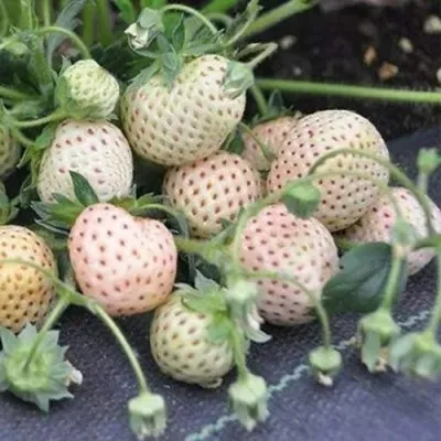 Клубника АНАНАСА ремонтантная — описание сорта Клубника АНАНАСА ремонтантная в Иркутске