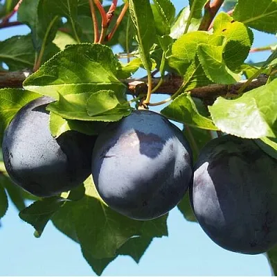 Слива ВОЛАТ  Слива ВОЛАТ в Иркутске