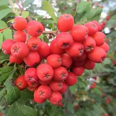 Рябина НЕВЕЖИНСКАЯ сладкоплодная  Рябина НЕВЕЖИНСКАЯ сладкоплодная в Иркутске