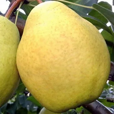 Груша ОСЕННИЙ ВЕЛИКАН в Иркутске