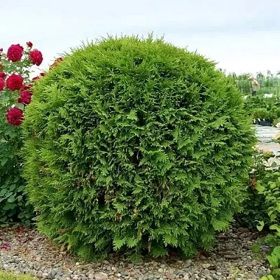 Туя ВУДВАРДИ западная в Иркутске