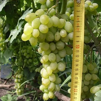 Виноград АНАНАСНЫЙ РАННИЙ  Виноград АНАНАСНЫЙ РАННИЙ в Иркутске