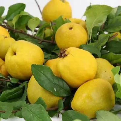 Айва ЯПОНСКАЯ  Айва ЯПОНСКАЯ в Иркутске