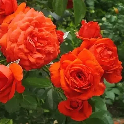 Саженцы роз МАЙНТАУЭР плетистая  Саженцы роз МАЙНТАУЭР плетистая в Иркутске