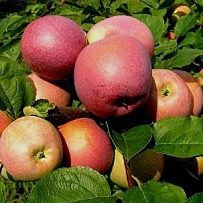 Яблоня СЛАВА ПОБЕДИТЕЛЯМ  Яблоня СЛАВА ПОБЕДИТЕЛЯМ в Иркутске