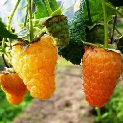 Малина ОРАНЖЕВОЕ ЧУДО  Малина ОРАНЖЕВОЕ ЧУДО в Иркутске