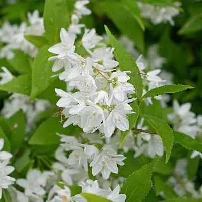 Дейция шершавая  Дейция шершавая в Иркутске