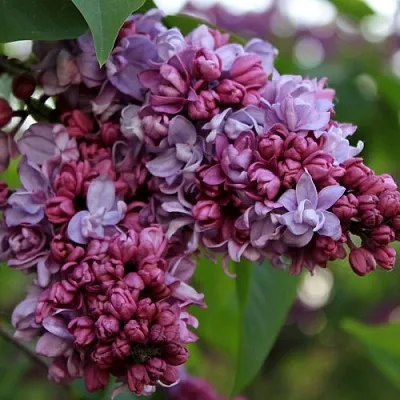 Сирень П.П.КОНЧАЛОВСКИЙ в Иркутске