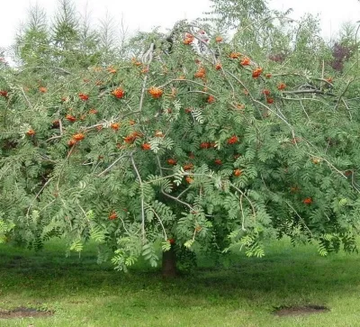 Рябина ПЛАКУЧАЯ сладкоплодная — описание сорта Рябина ПЛАКУЧАЯ сладкоплодная в Иркутске