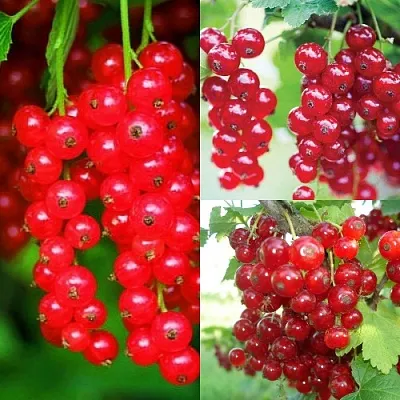 Комплект КРАСНЫЙ УРОЖАЙ в Иркутске