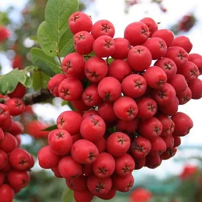Рябина АЛАЯ КРУПНАЯ сладкоплодная  Рябина АЛАЯ КРУПНАЯ сладкоплодная в Иркутске