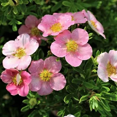 Лапчатка ЛАВЛИ ПИНК кустарниковая  Лапчатка ЛАВЛИ ПИНК кустарниковая в Иркутске