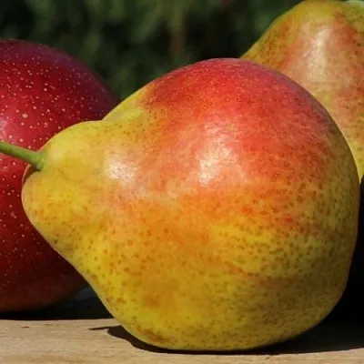 Груша ТАТЬЯНА в Иркутске