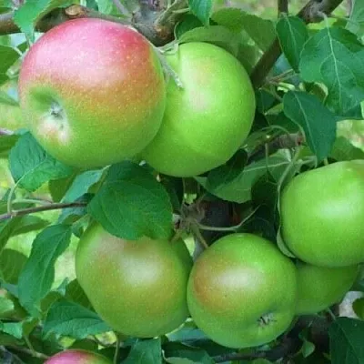 Яблоня НАВАВИТА в Иркутске