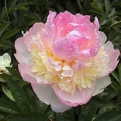 Пион РАСБЕРРИ САНДЕЙ травянистый в Иркутске