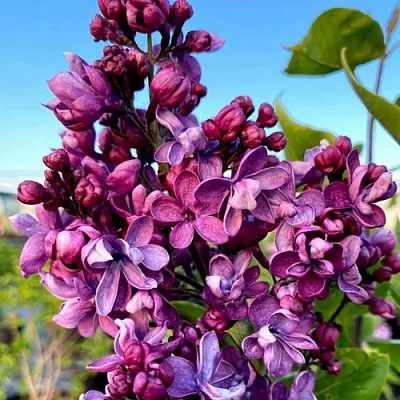 Сирень ВИОЛЕТТА в Иркутске