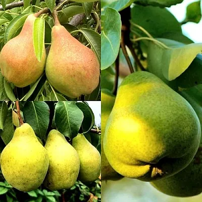 Комплект НАСТОЯЩИЙ ВОСТОРГ в Иркутске