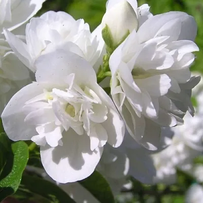 Жасмин ЖИРАНДОЛЬ  Жасмин ЖИРАНДОЛЬ в Иркутске