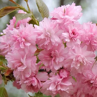 Сакура РОЗЕА ПЛЕНА  Сакура РОЗЕА ПЛЕНА в Иркутске