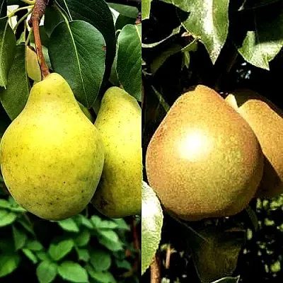 Комплект ДУЭТ в Иркутске