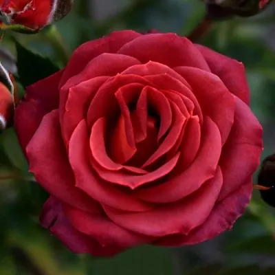 Саженцы роз ЧОКОЧИНО спрей  Саженцы роз ЧОКОЧИНО спрей в Иркутске