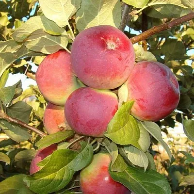 Яблоня ОРЛИК  Яблоня ОРЛИК в Иркутске