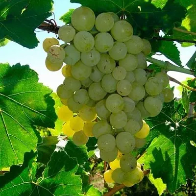 Виноград КИШМИШ МУСКАТНЫЙ  Виноград КИШМИШ МУСКАТНЫЙ в Иркутске