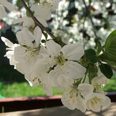 Вишня УМБРАКУЛИФЕРА  Вишня УМБРАКУЛИФЕРА в Иркутске