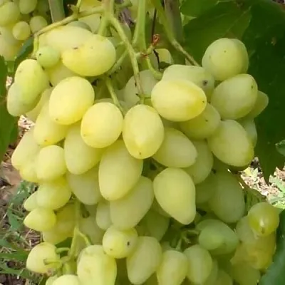 Виноград ЗАРНИЦА  Виноград ЗАРНИЦА в Иркутске