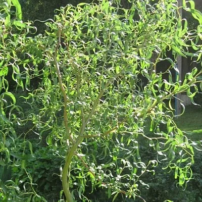 Ива МАТСУДАНА  Ива МАТСУДАНА в Иркутске