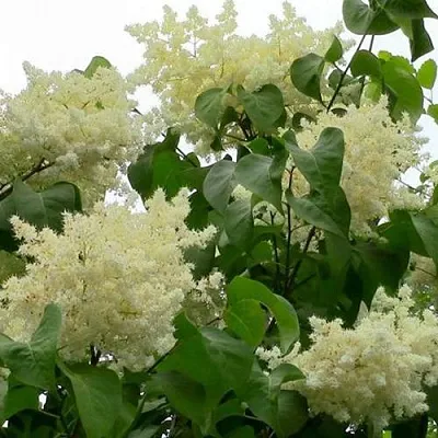 Сирень АМУРСКАЯ в Иркутске