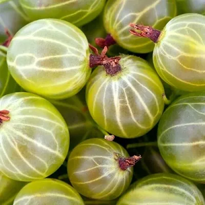 Крыжовник  в Иркутске