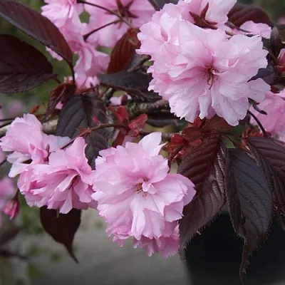 Сакура РОЯЛ БУРГУНДИ  Сакура РОЯЛ БУРГУНДИ в Иркутске