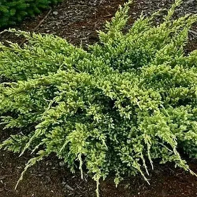 Можжевельник ДРИМ ДЖОЙ чешуйчатый в Иркутске