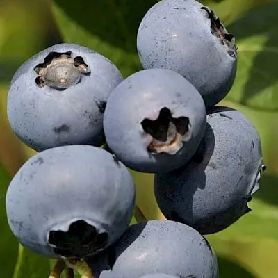 Голубика ЧАНДЛЕР  Голубика ЧАНДЛЕР в Иркутске