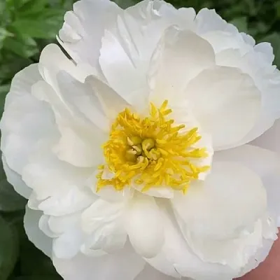 Пион ДУБЛИН травянистый в Иркутске