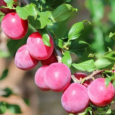 Алыча  Алыча в Иркутске