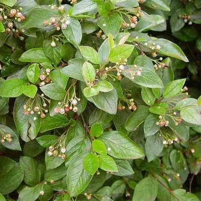 Кизильник блестящий в Иркутске