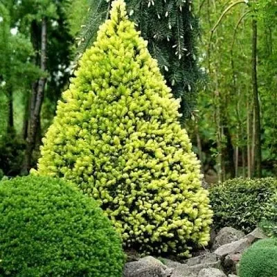 Ель РЕЙНБОУЗ ЭНД сизая  Ель РЕЙНБОУЗ ЭНД сизая в Иркутске