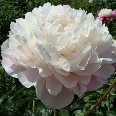 Пион ВОГ травянистый в Иркутске