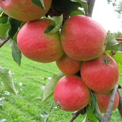 Яблоня ПИККОЛО в Иркутске