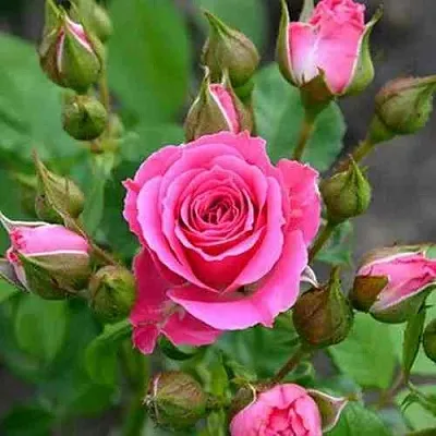 Саженцы роз ЛАВЛИ ЛИДИЯ спрей в Иркутске