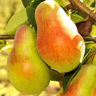 Груша РУССКАЯ КРАСАВИЦА (КРАСАВИЦА ЧЕРНЕНКО) в Иркутске