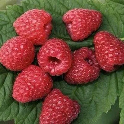 Малина ЗЮГАНА  Малина ЗЮГАНА в Иркутске