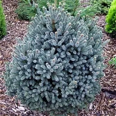 Ель НАНА сизая  Ель НАНА сизая в Иркутске